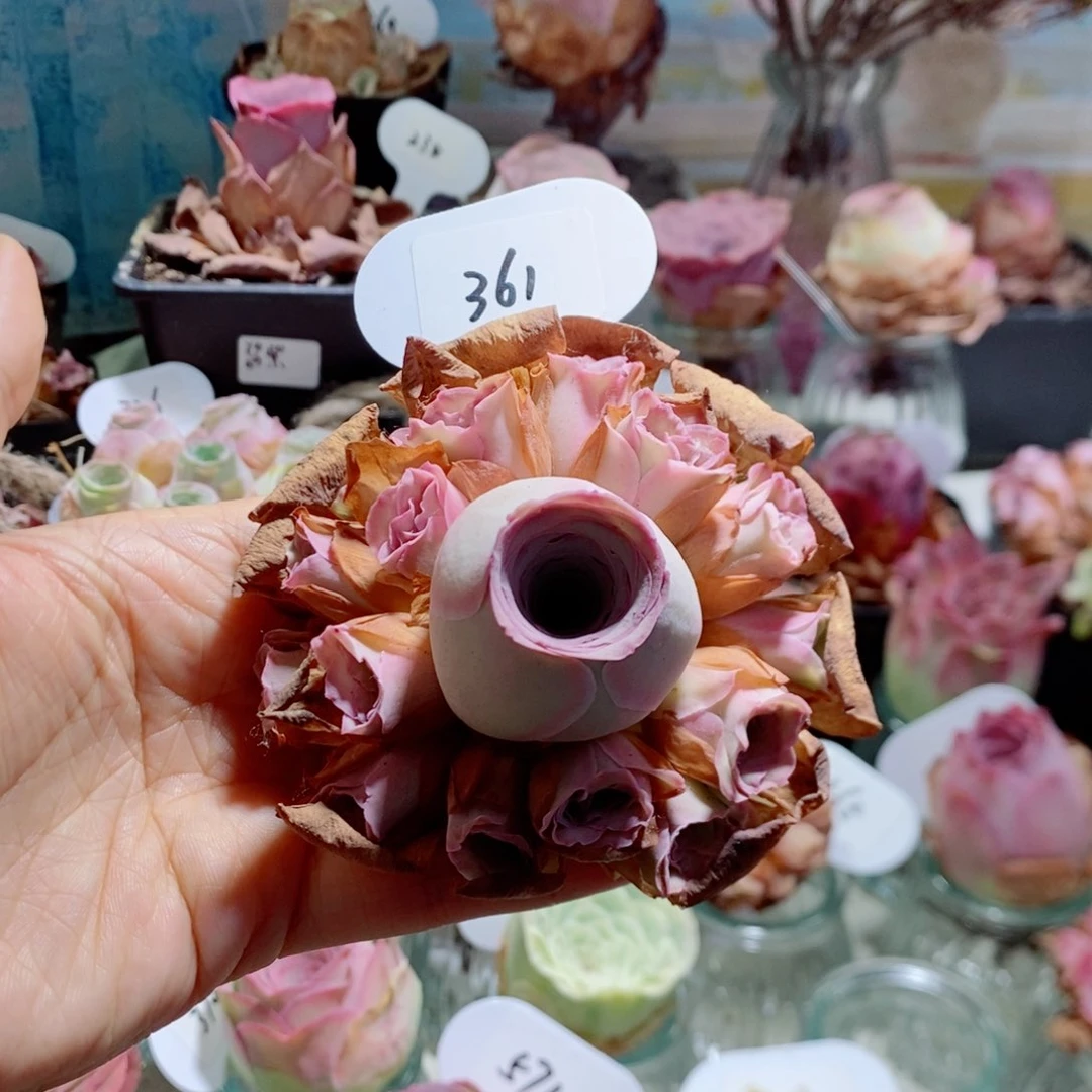 玉帕完美手捧花361。