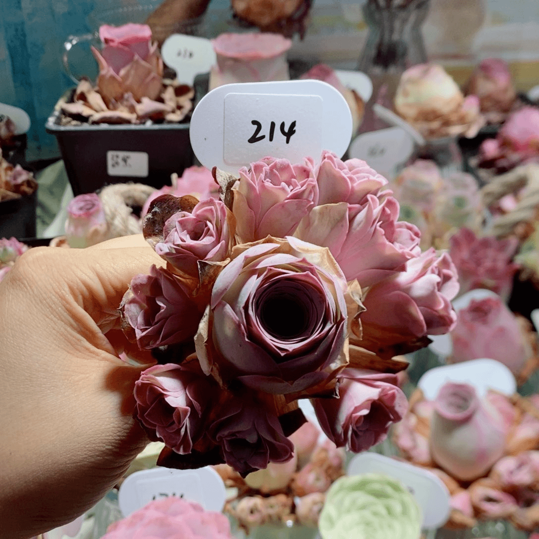 罗帕完美手捧花214。