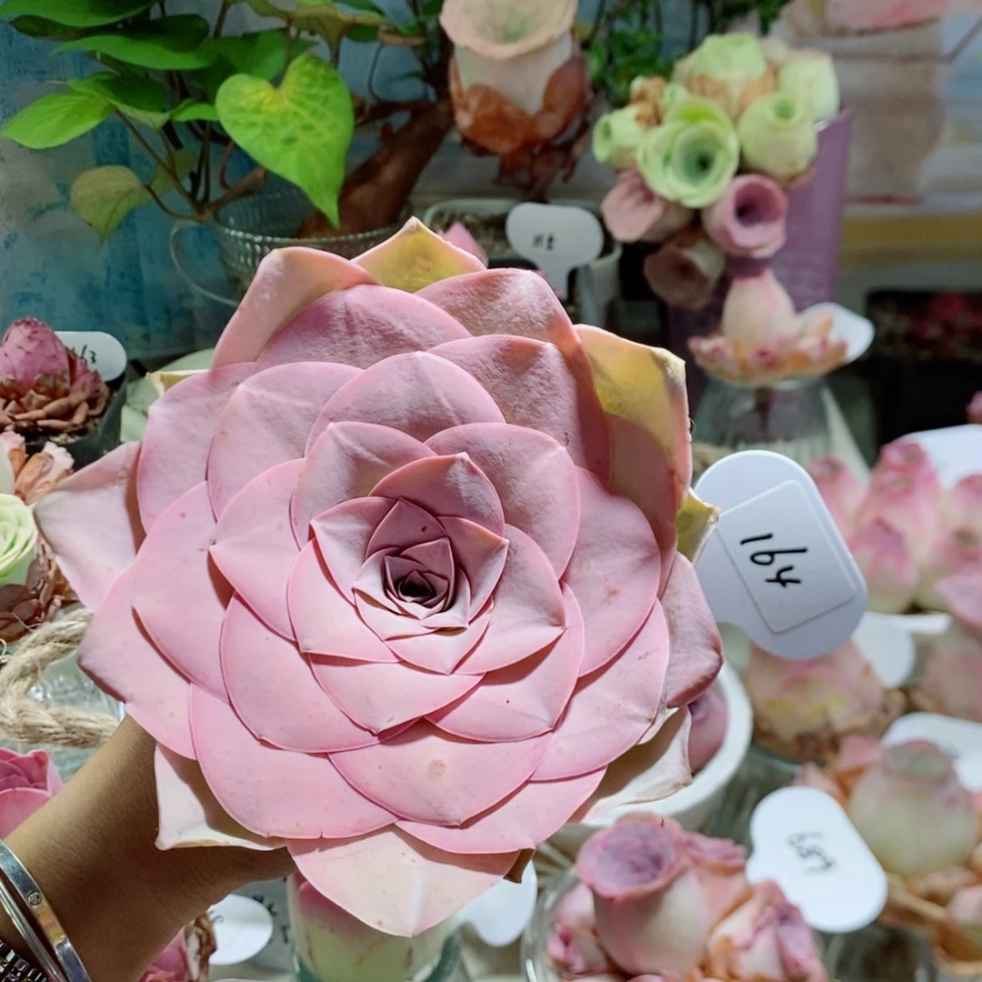 潘多拉超大母本164。