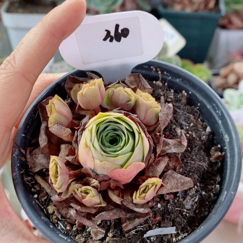 【闪购商品】毛耶360
