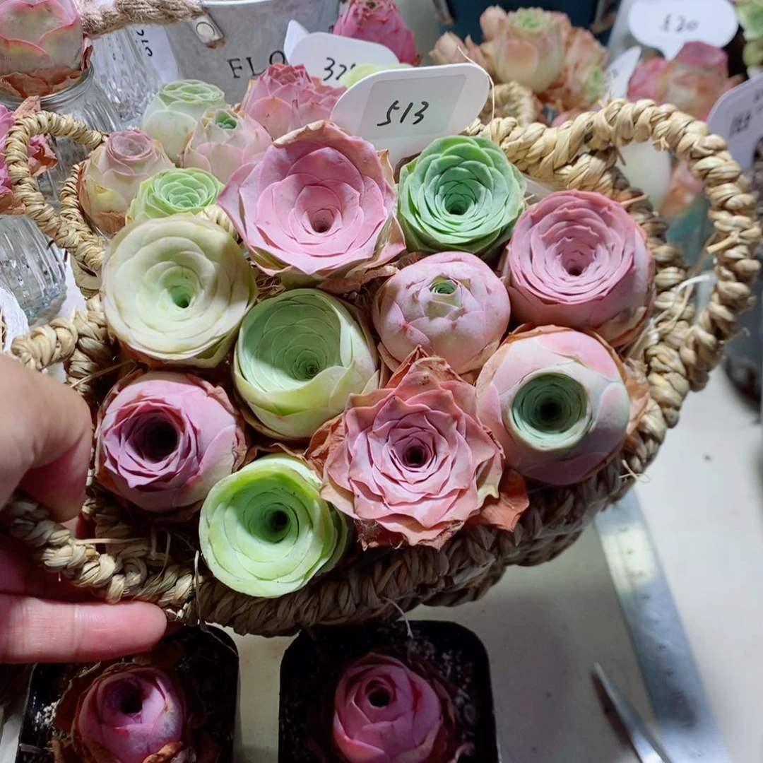 513漂亮花篮十颗一组