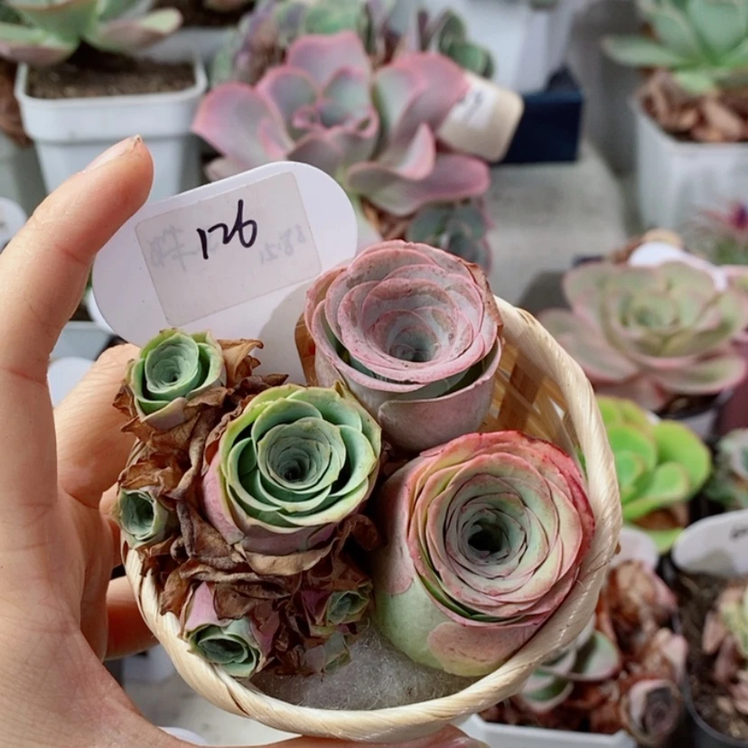 【闪购商品】水蜜桃 嘉年华 加帕126