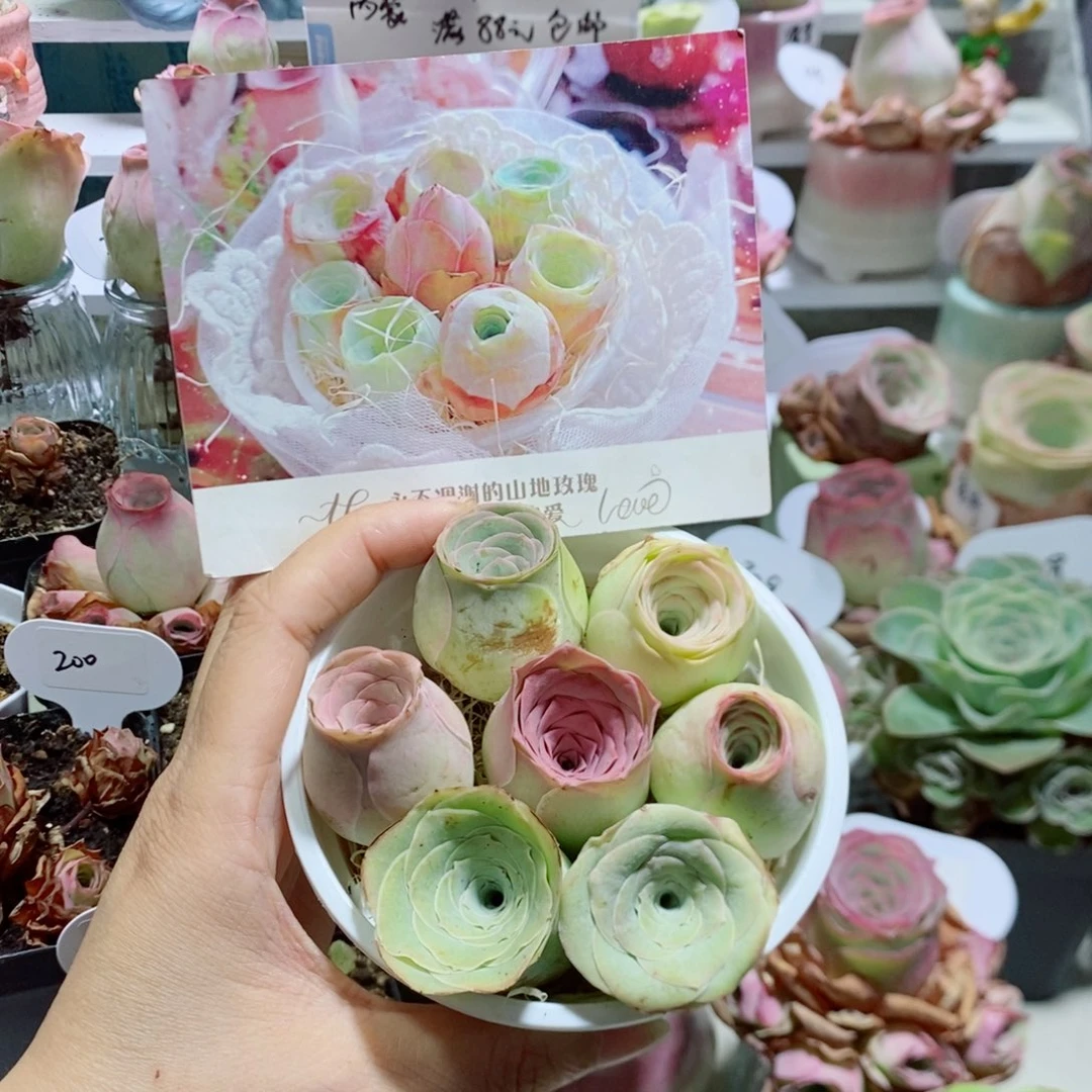 甜心小花桶7颗3公分左右（量拍）