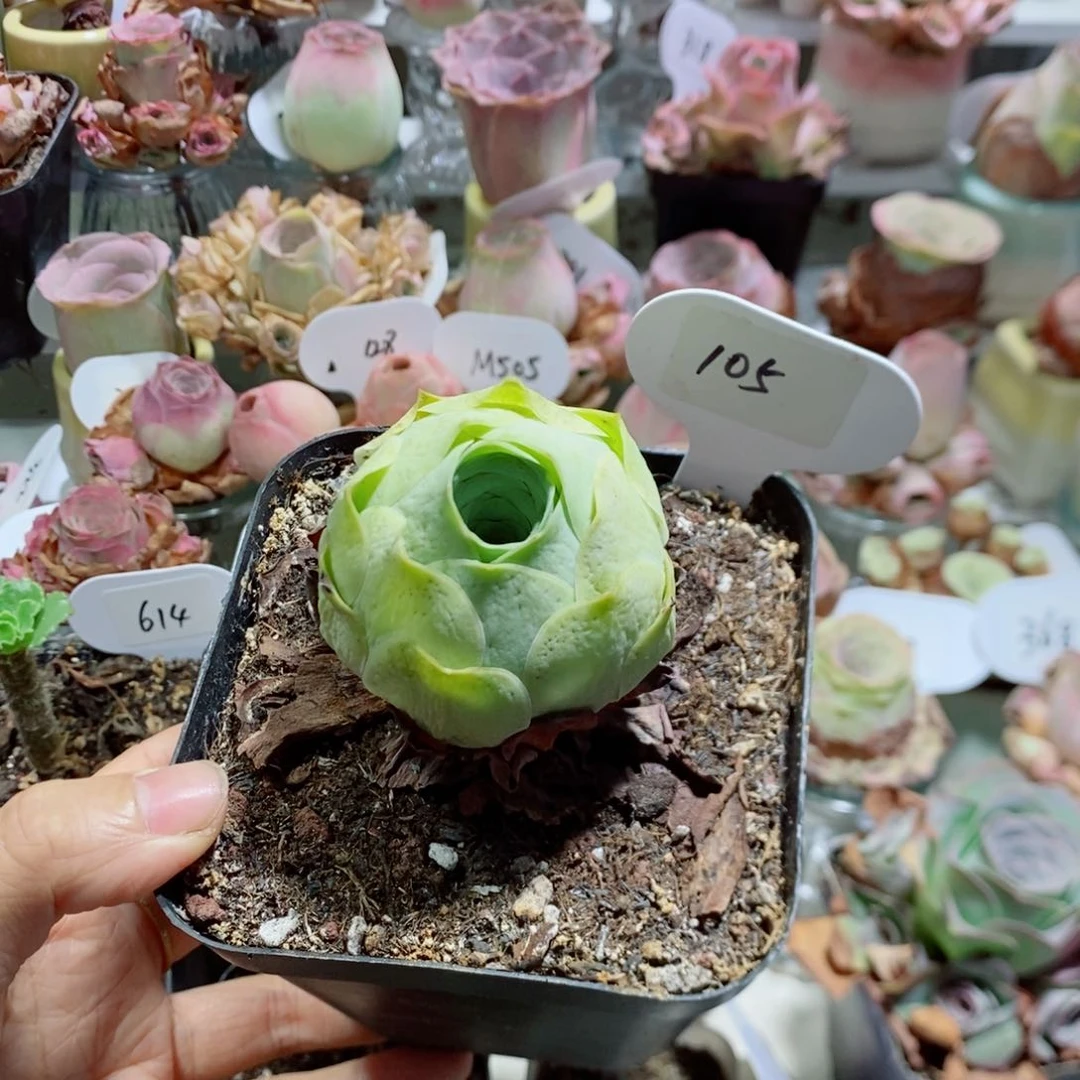 千层黄玫瑰105。