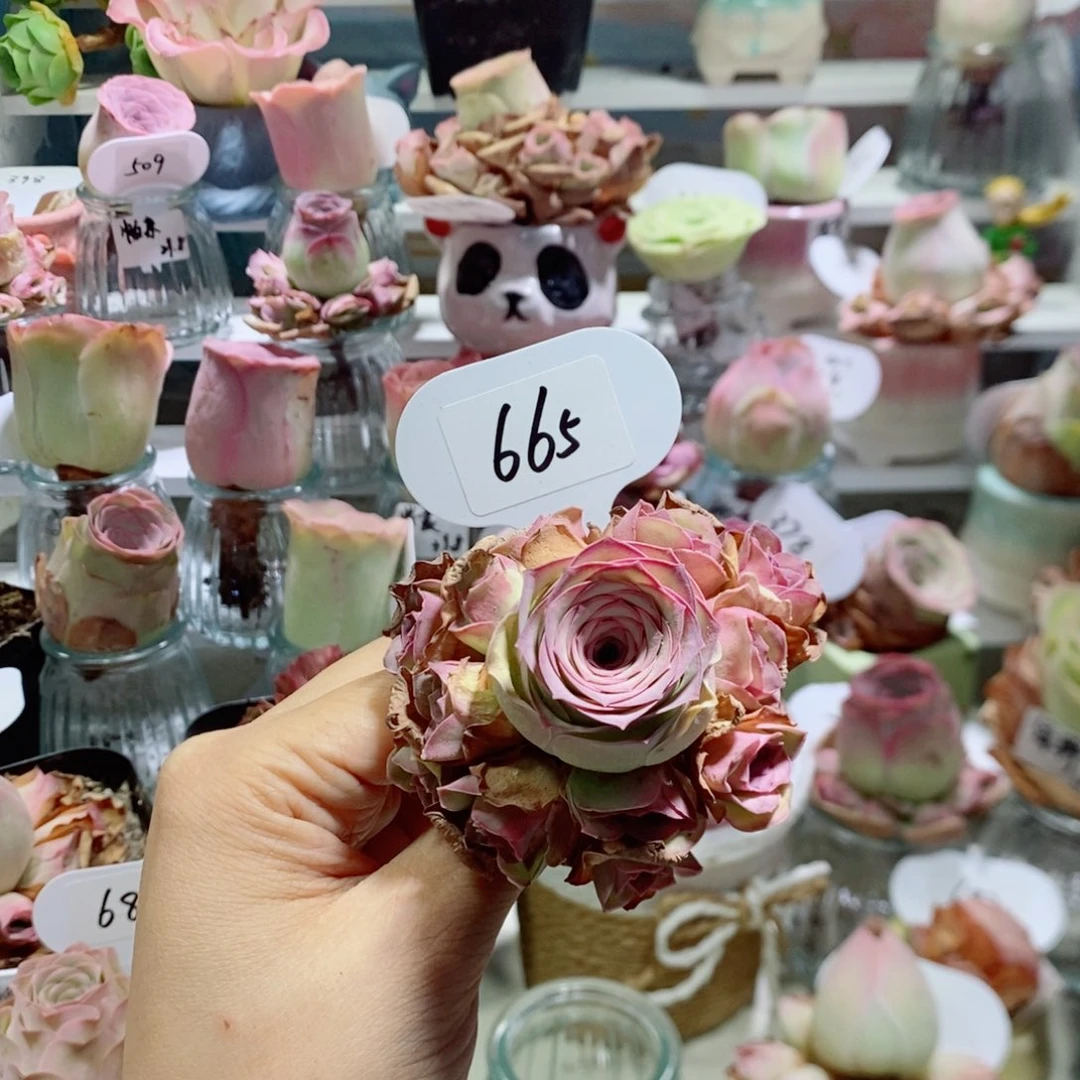 蜜桃精灵手捧花7公分左右665。