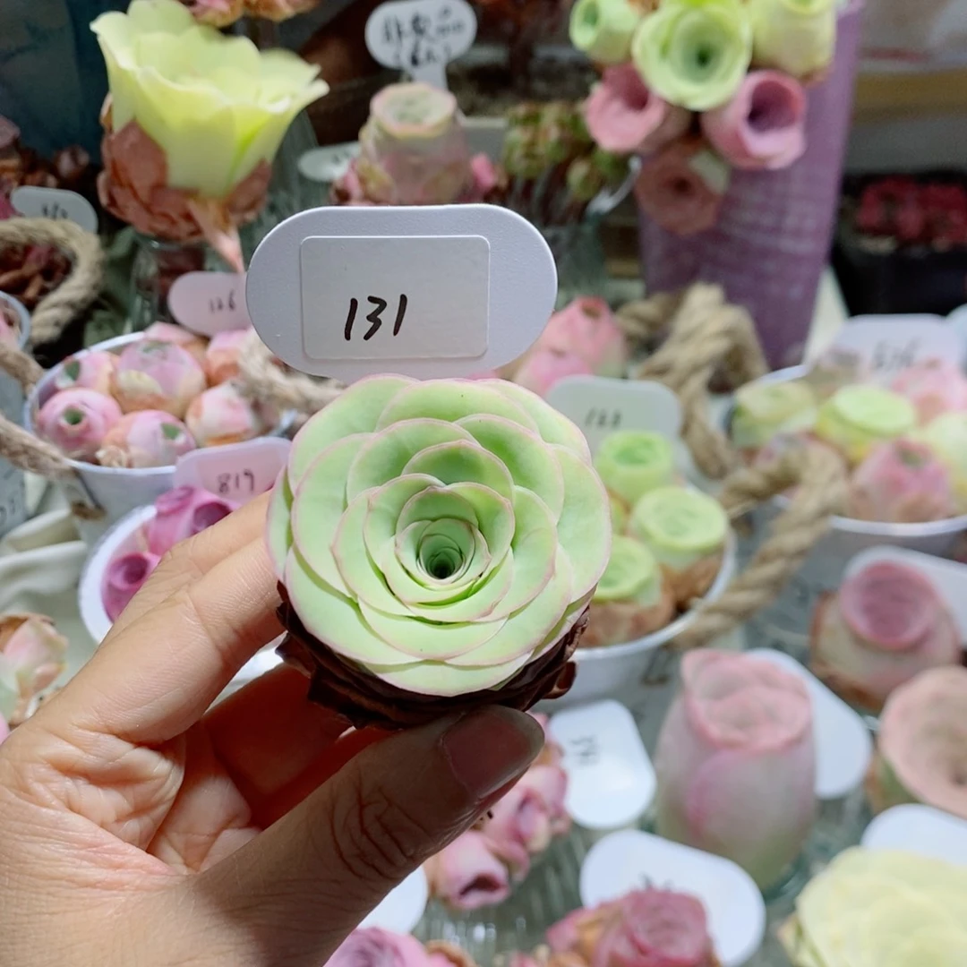 新品边线131。