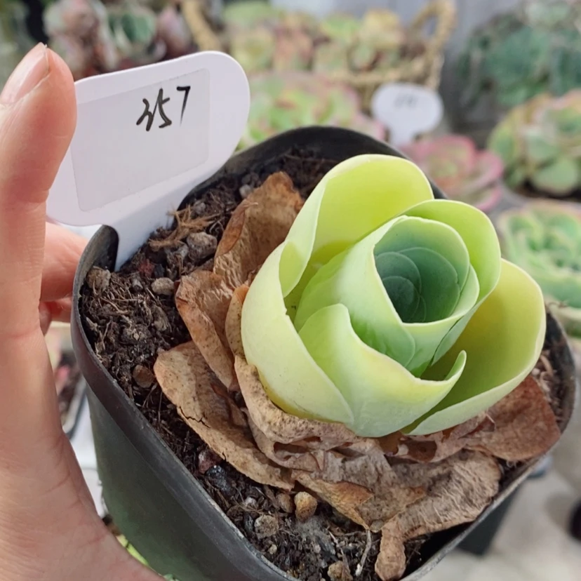 【闪购商品】鸡蛋357
