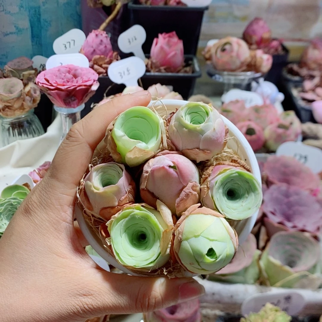 7颗组合3公分左右含盆（量拍）