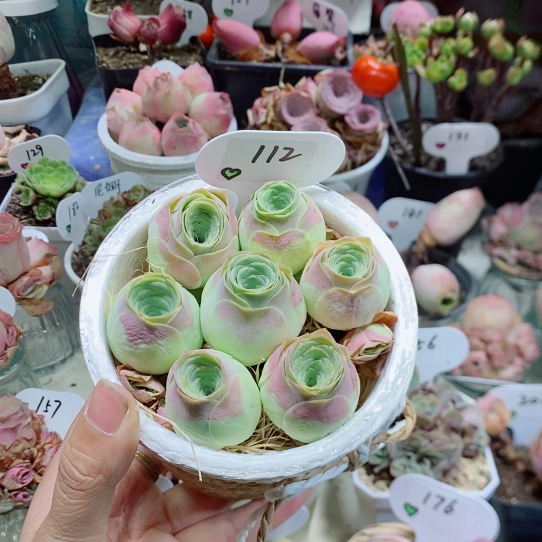 7颗水蜜桃3公分左右花桶。  112。