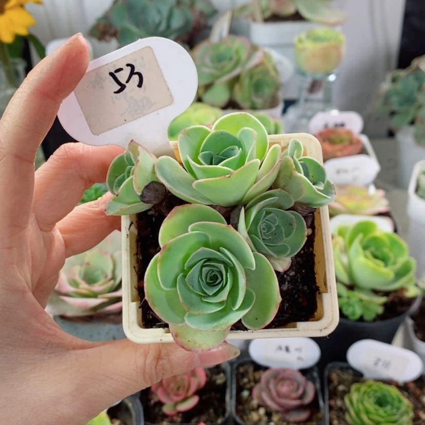 【闪购商品】罗拉53