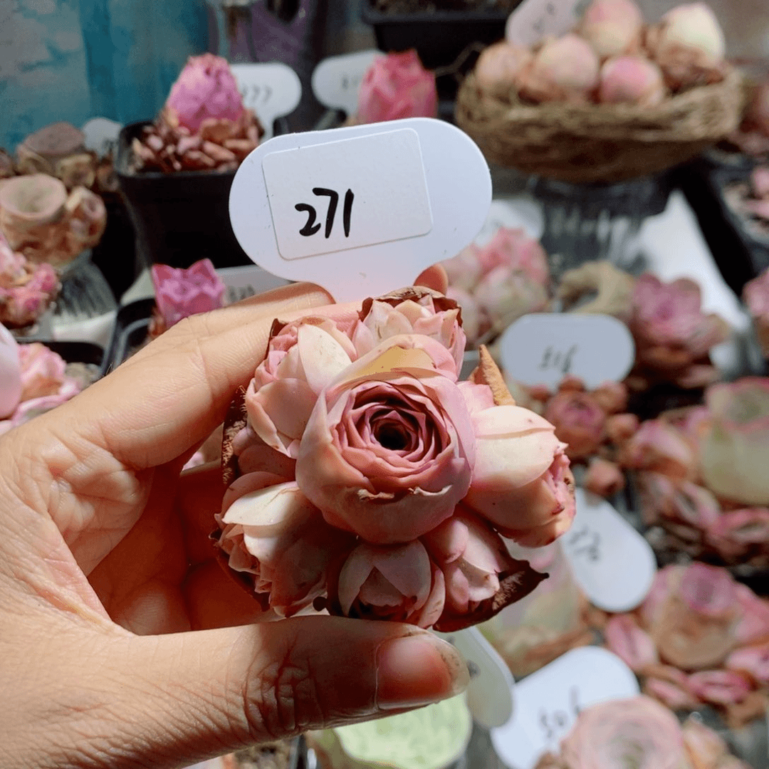毛帕手捧花271。