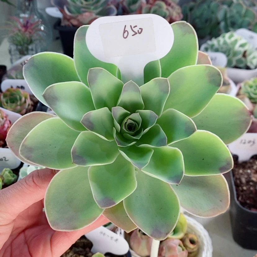 【闪购商品】650潘多拉