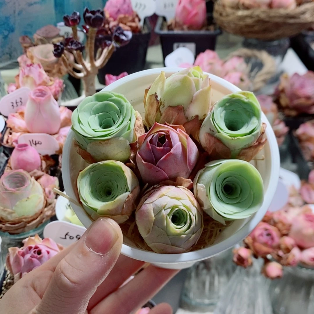 漂亮小花桶7颗组合福利