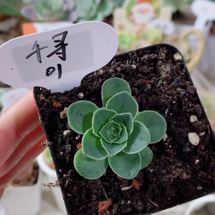 【闪购商品】?*千寻蕾丝01