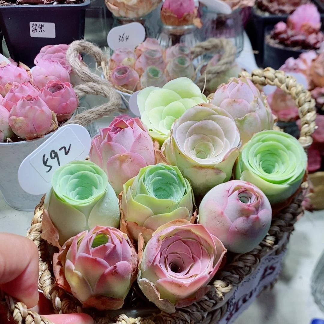 592十颗一组花篮。