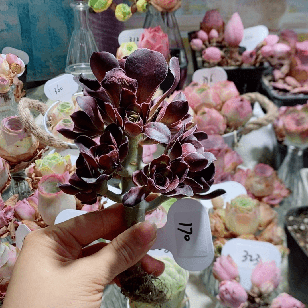 黑法师玫瑰群170。