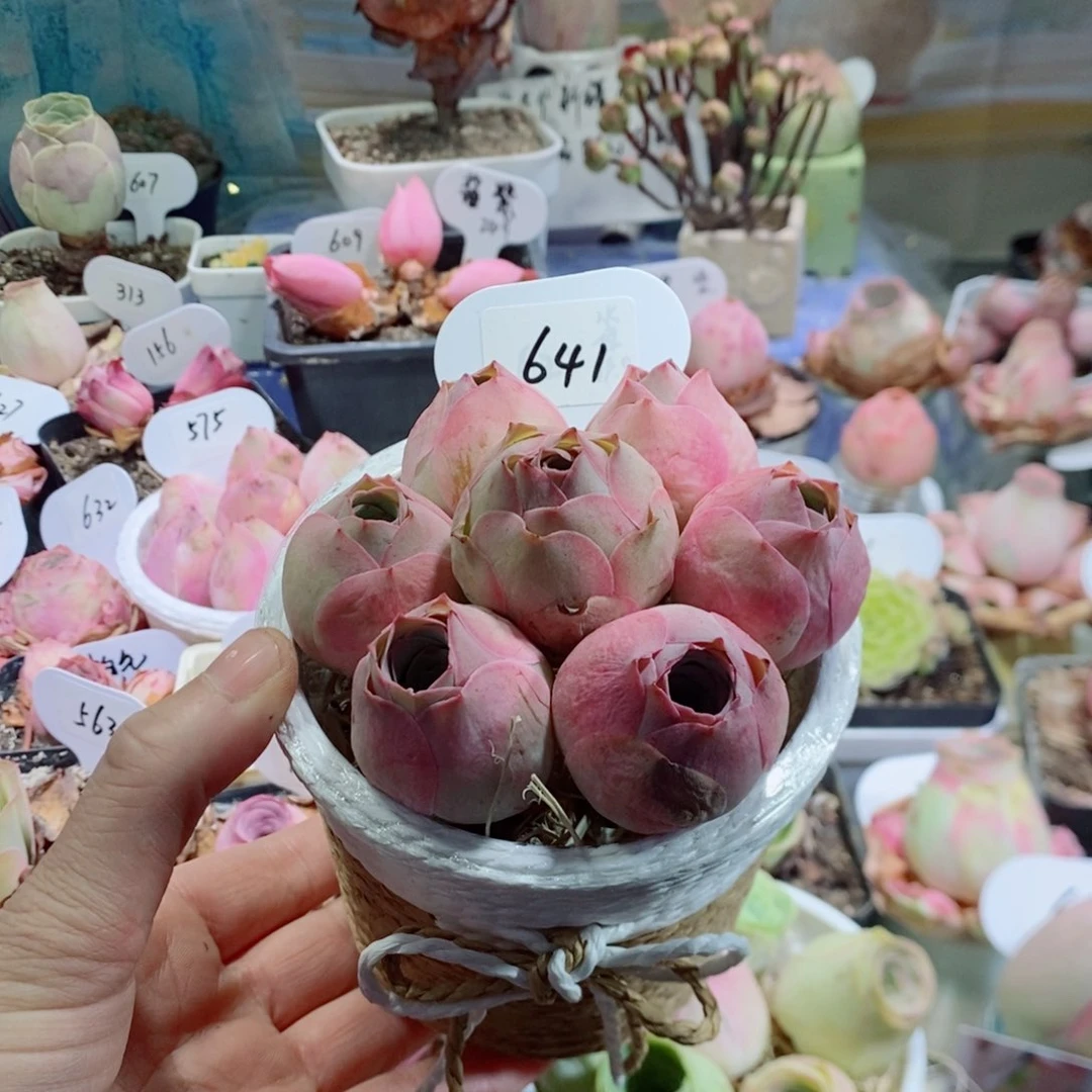 641嘉年华玫瑰7颗套装组合