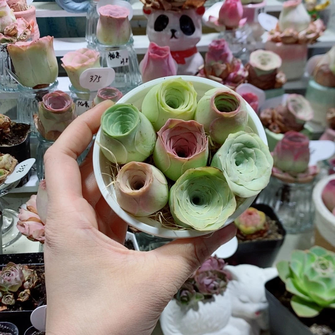 甜心小花桶7颗小精品组合（个头不大）