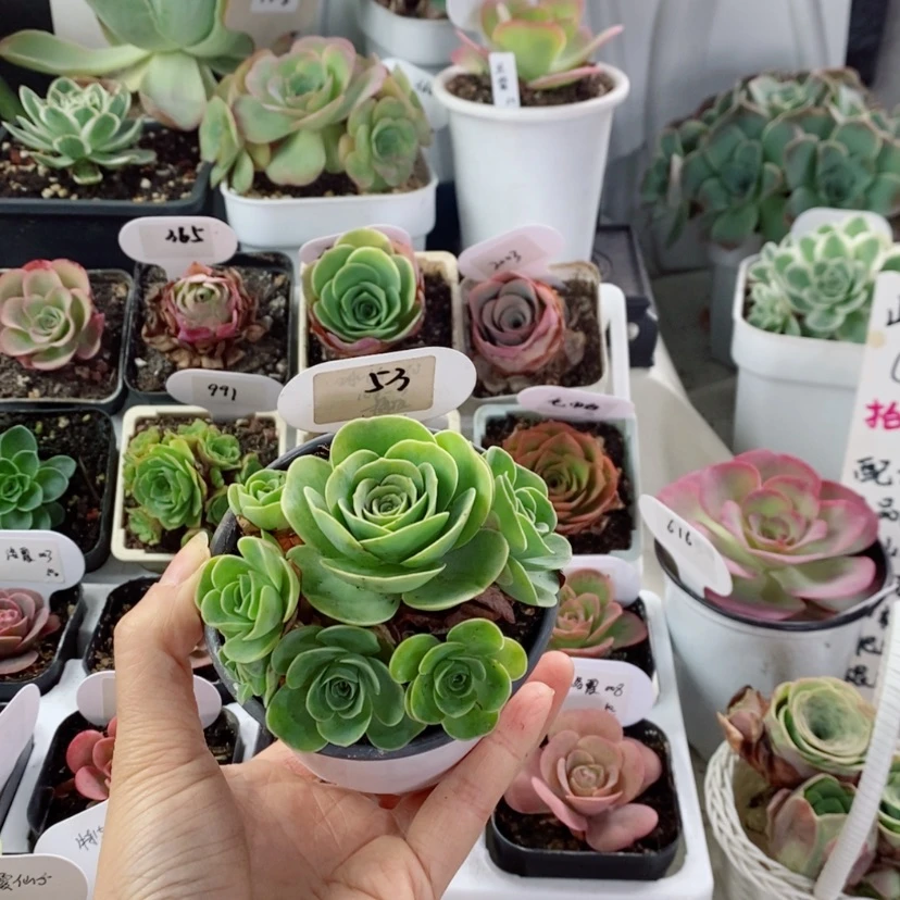 【闪购商品】小森林53