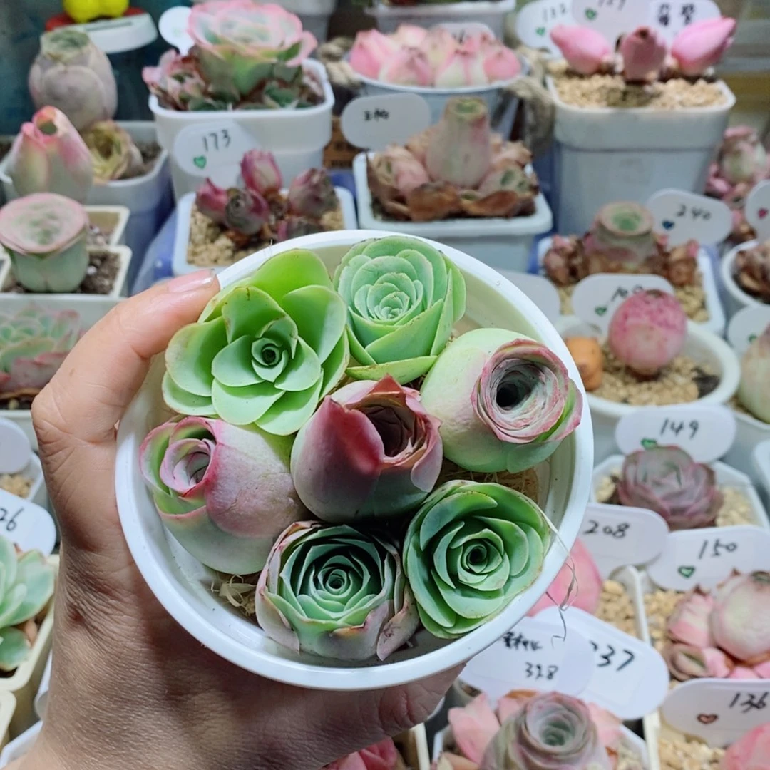 甜心小花桶7颗3公分左右（量拍）