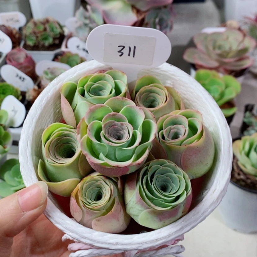 【闪购商品】水蜜桃311