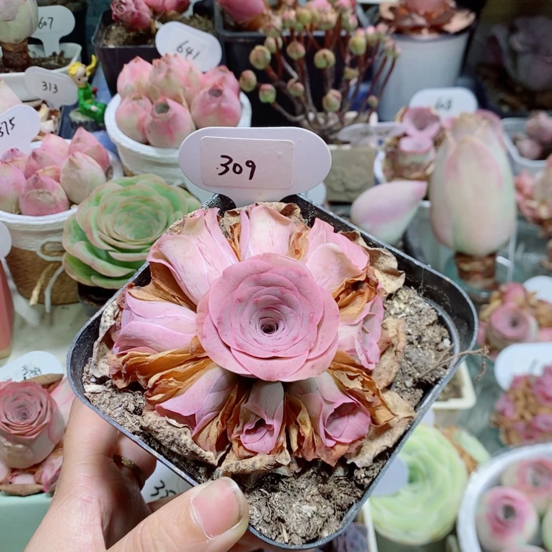 玉帕手捧花。    309。