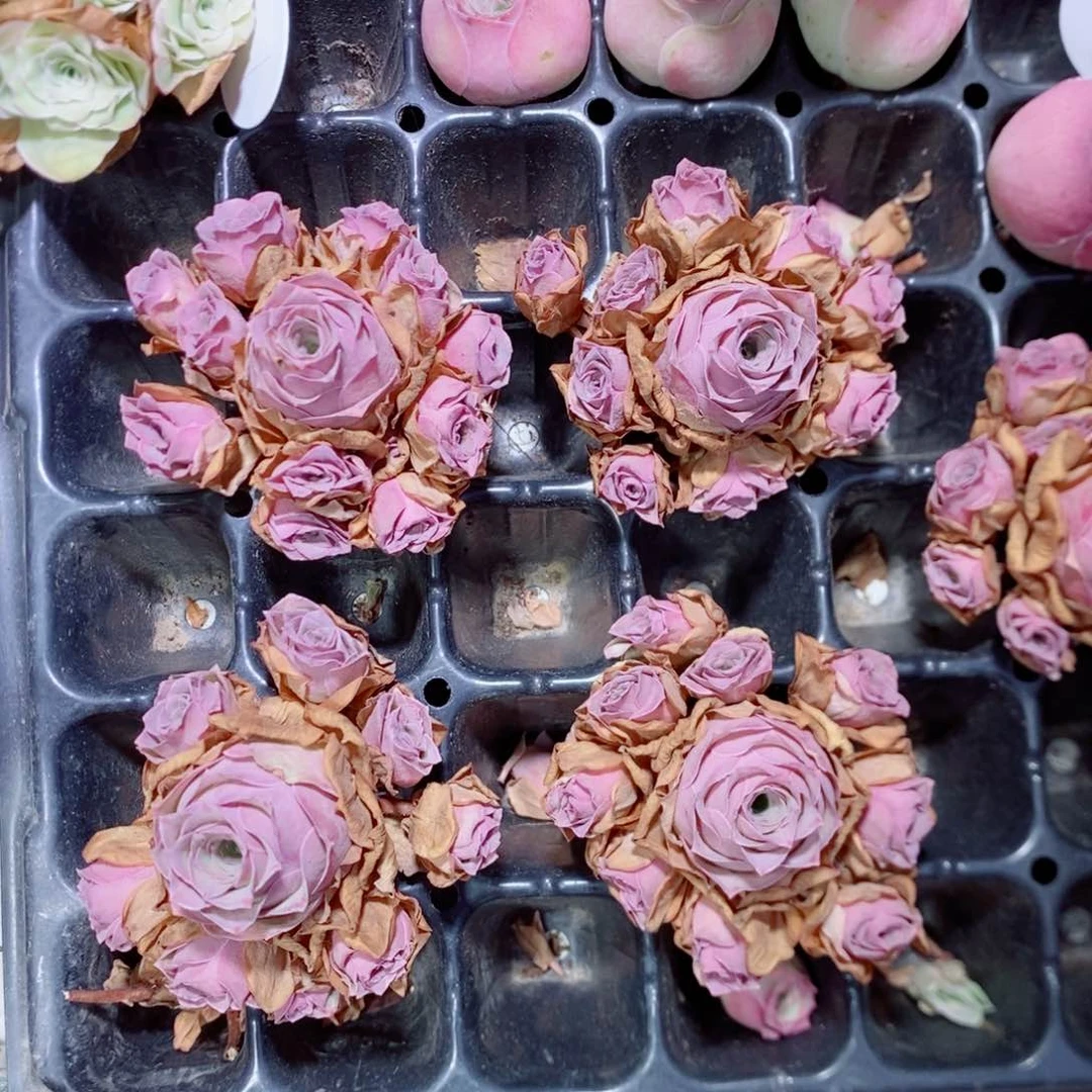 水蜜桃群6公分左右一颗（量拍）