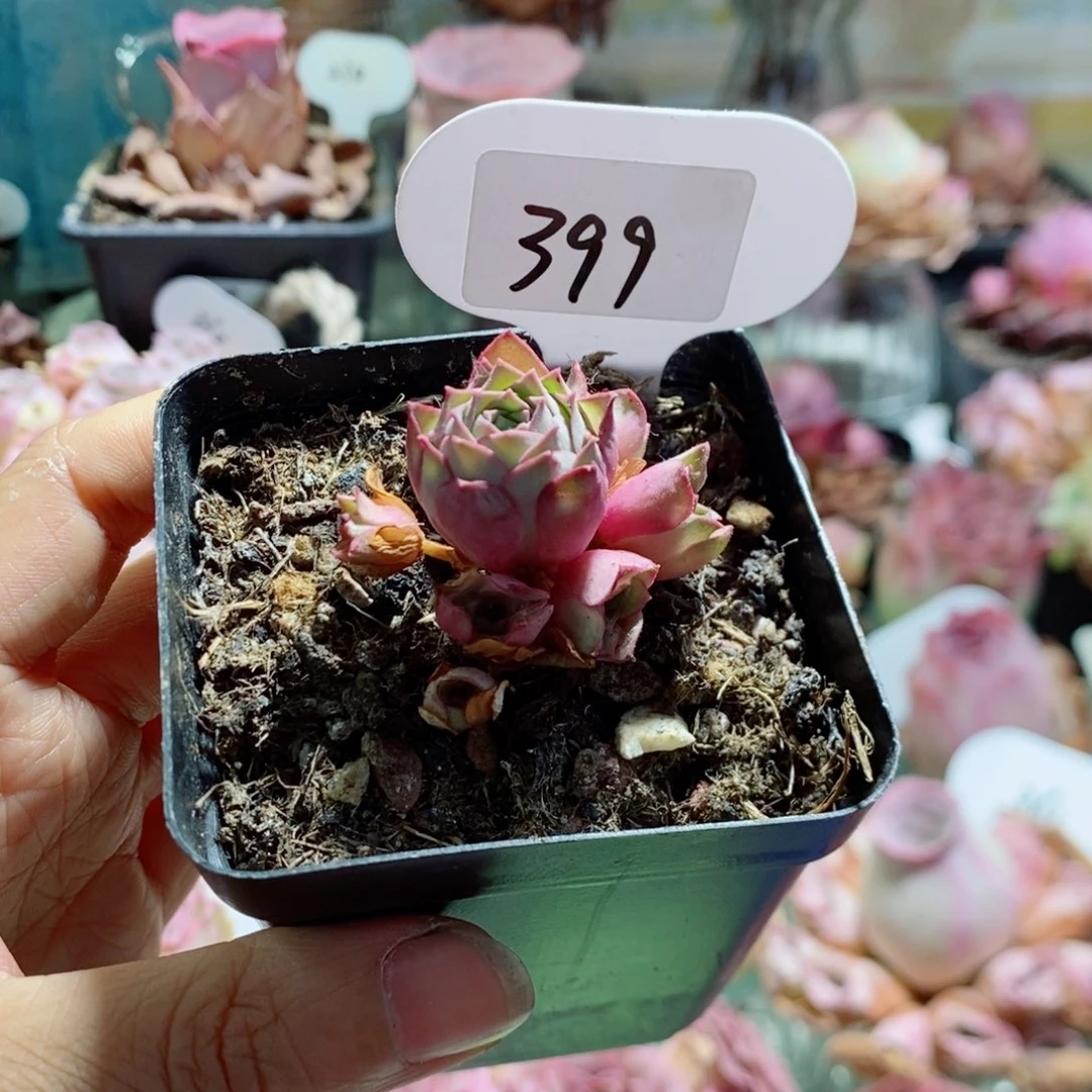 毛杂群399。