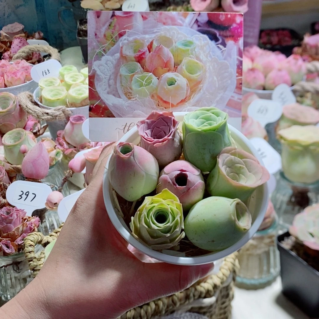 甜心小花桶7颗小精品福利（个头不大）