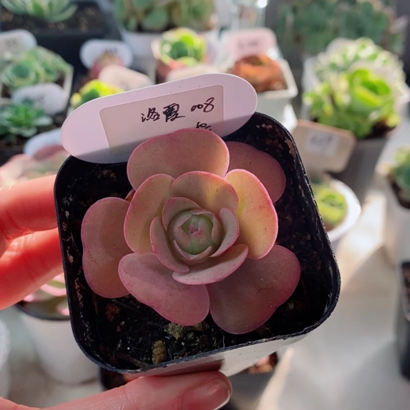 【闪购商品】洛霞008