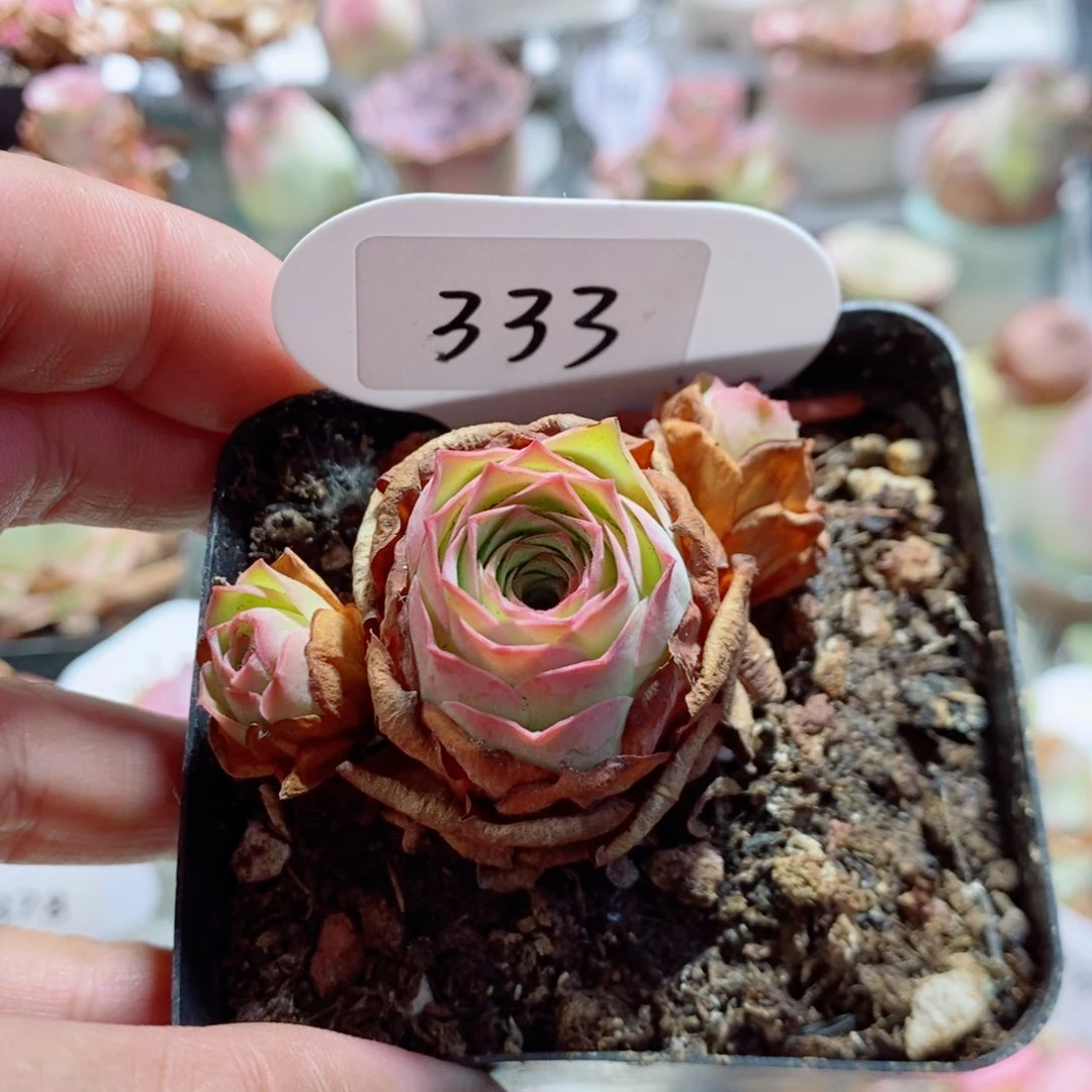 333毛加 玫瑰多肉