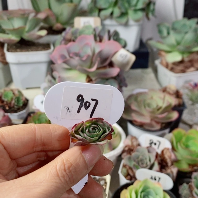 【闪购商品】丨****頭尼娜907