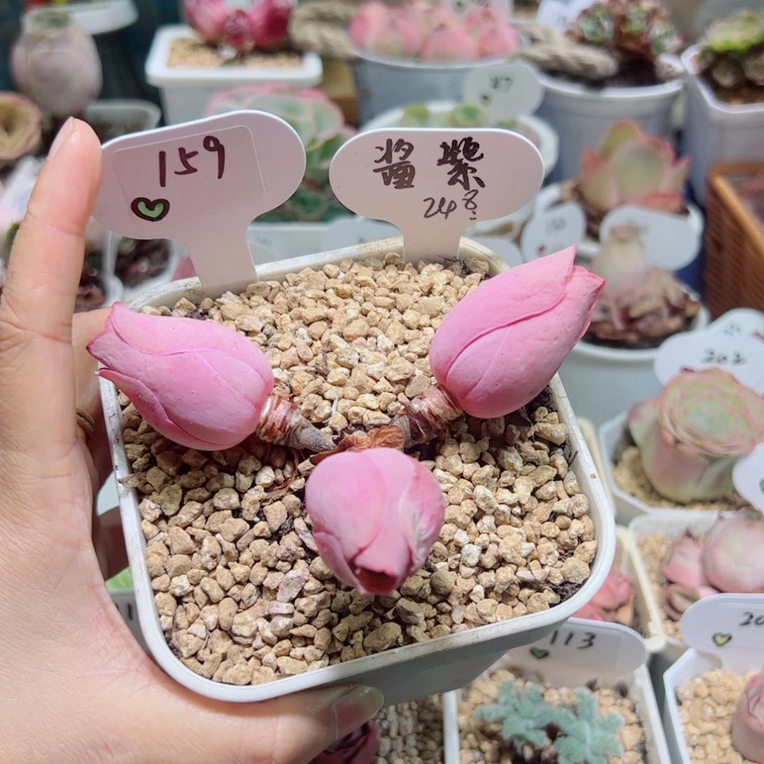 酱紫。      159。