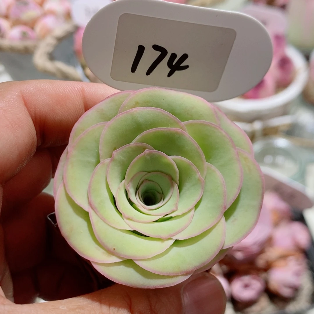 174梦影 玫瑰多肉