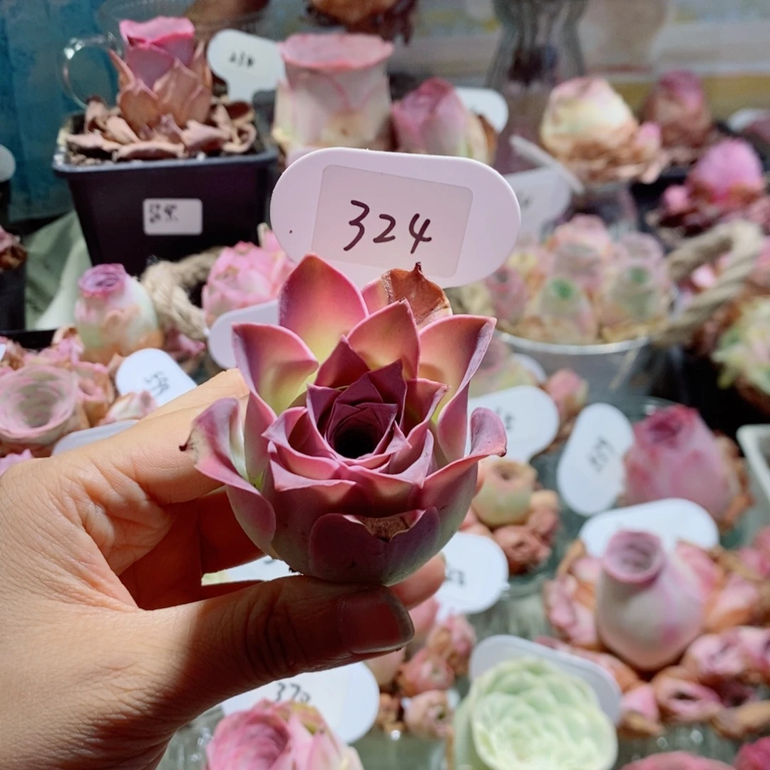 紫霞仙子324。