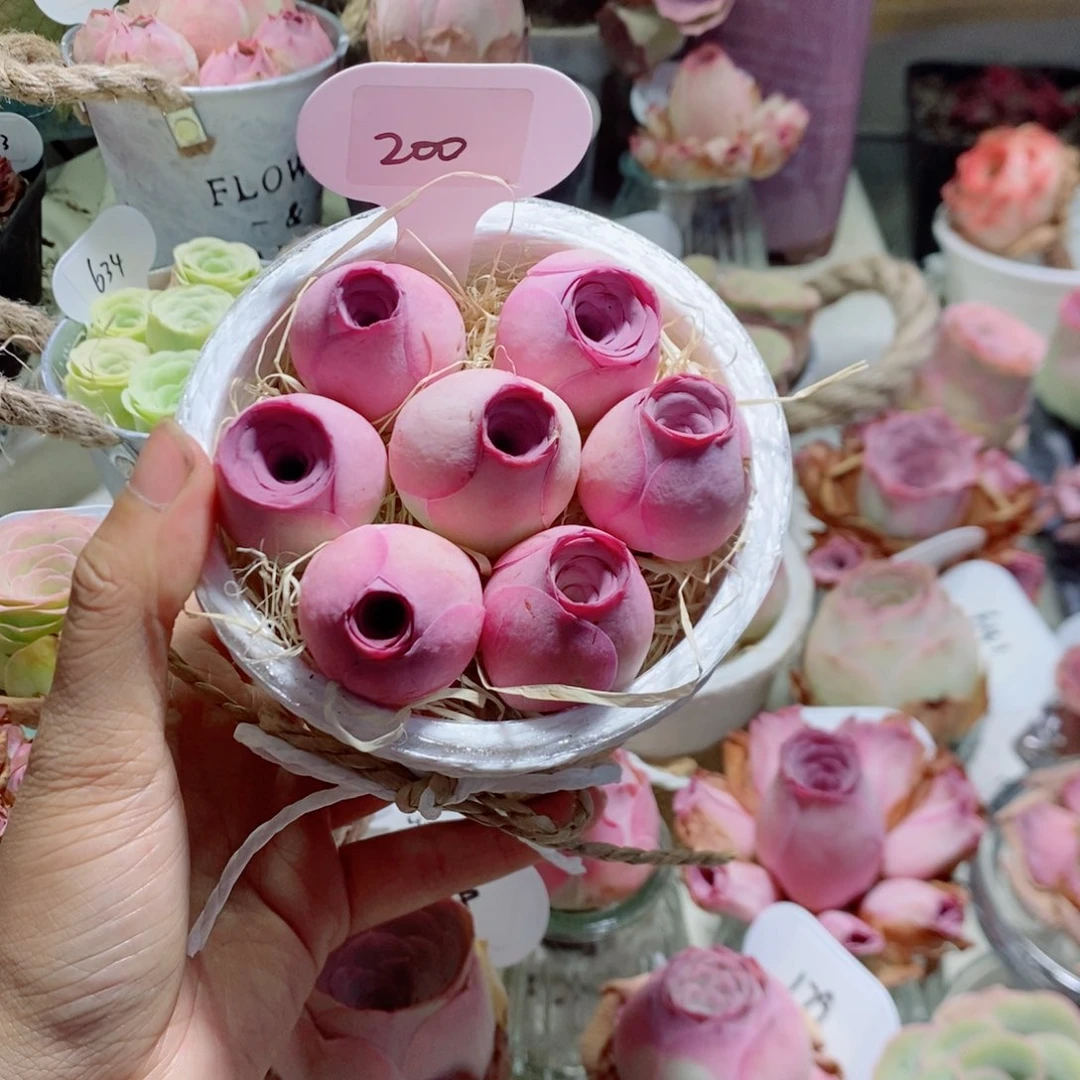 7颗紫玉3公分左右花桶（单独包装）200