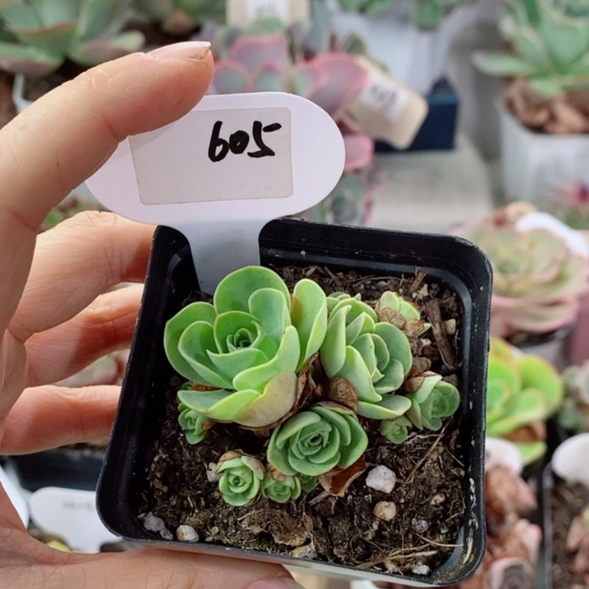 【闪购商品】小森林605