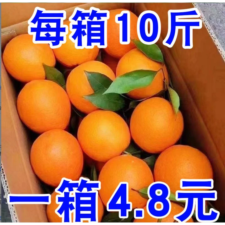 【新店半价】新鲜脐橙当季新鲜水果防冻甜橙子批发3/5/9斤包邮