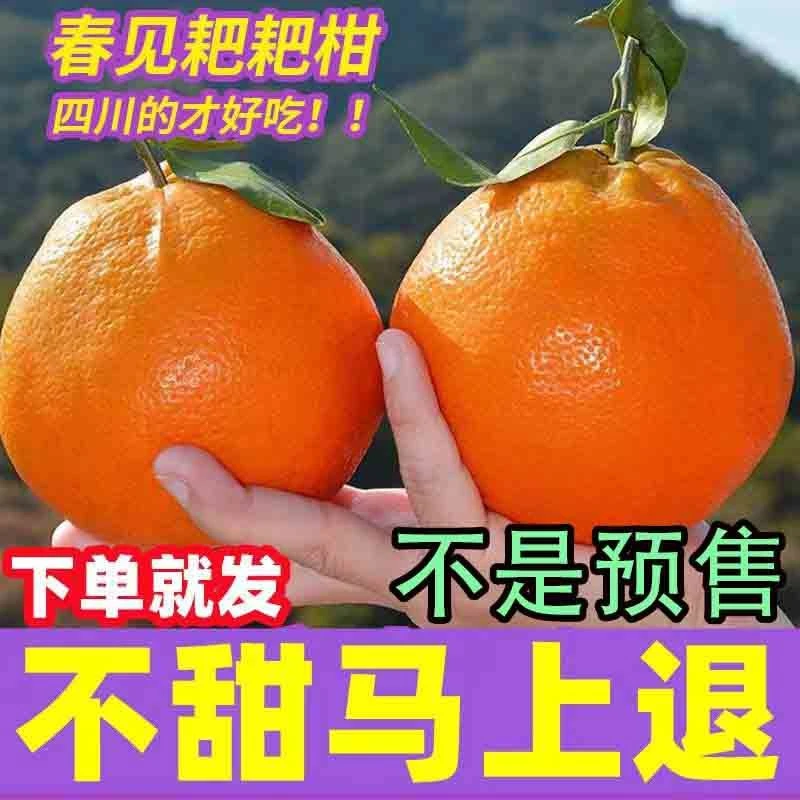 【新店半价】正宗四川春见耙耙柑橘子丑橘新鲜孕妇水果3/5/8斤包邮
