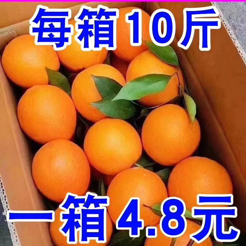 【超低价】当季橙子四川高山脐橙新鲜水果冰糖甜橙批发3/5/9斤包邮