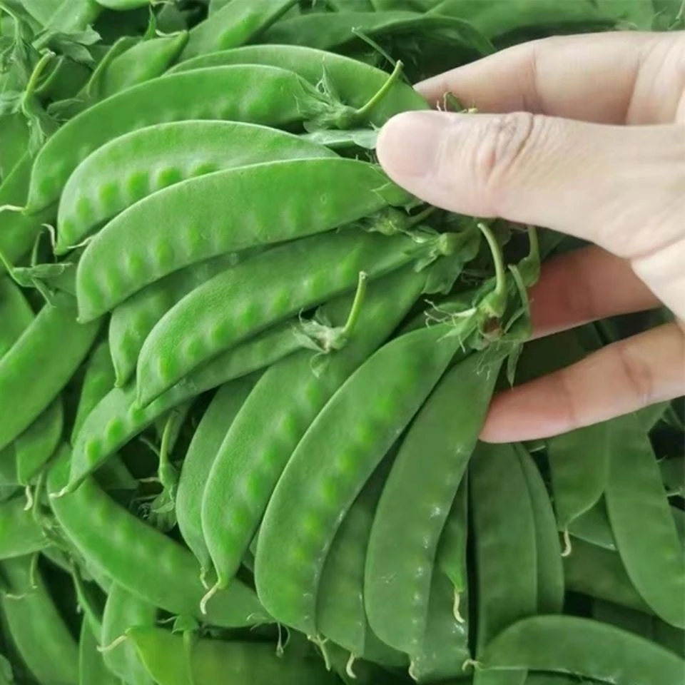 苏北农家蔬菜新鲜荷兰豆现摘豌豆带壳扁青豆甜豆角荚豌豆现摘现发