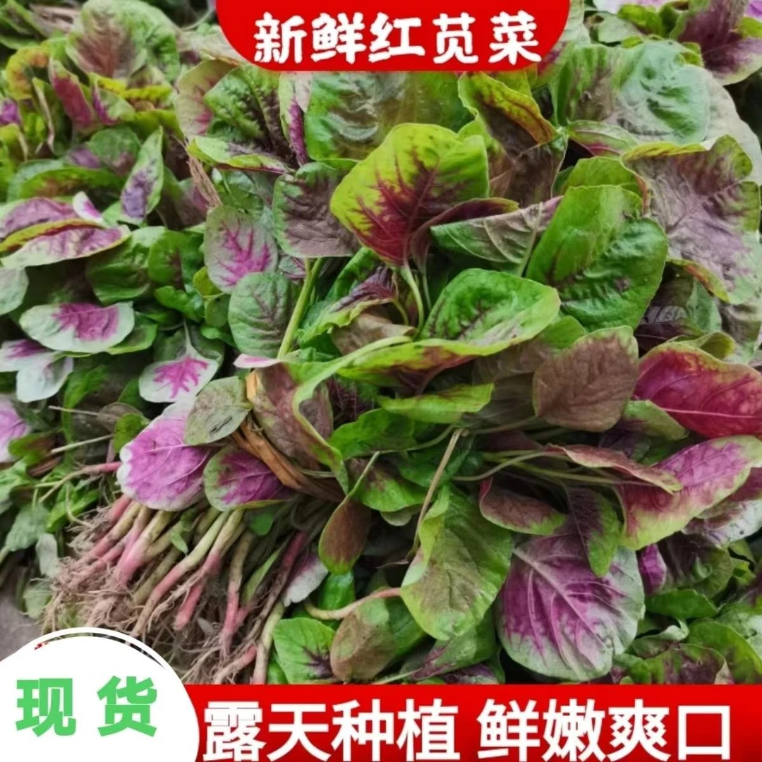 蔬菜新鲜当季红苋菜新鲜现摘软糯香滑露天汉菜鲜嫩农家1-5斤装