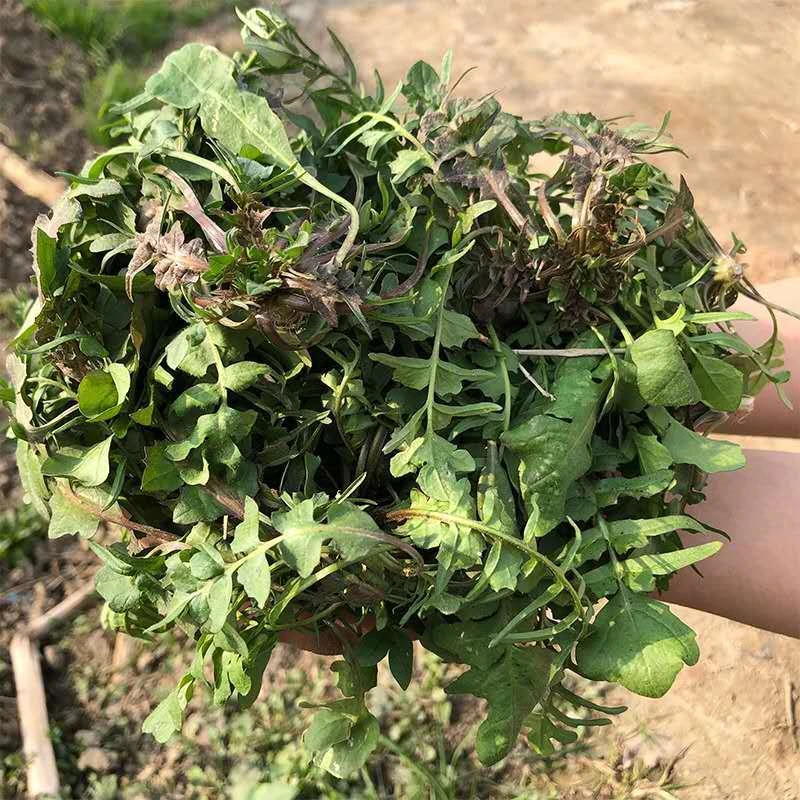 苏北新鲜现挖野菜 野生荠菜混沌饺子春卷包子荠菜馅 现摘现发包邮