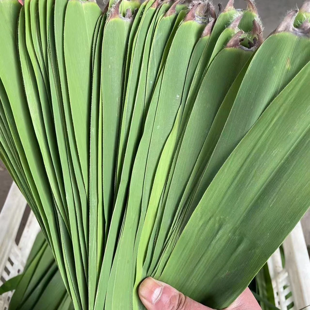 现货】农家粽子叶芦苇叶新鲜野生粽叶纯天然包粽子免邮当天现摘发