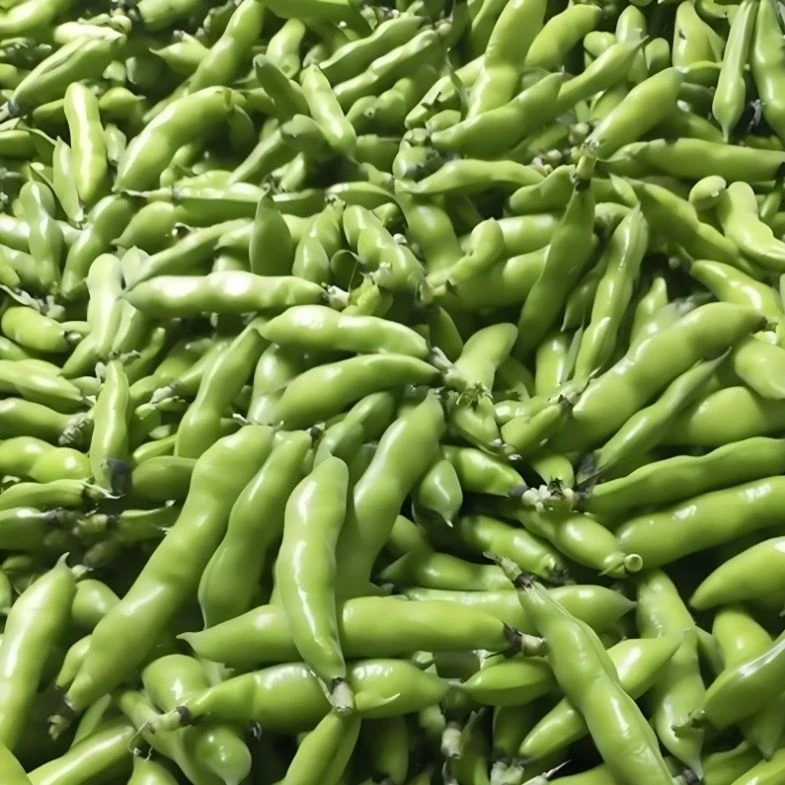 蚕豆新鲜鲜嫩带壳绿心当季现摘胡豆兰花豆带壳生蚕豆青豆荚 包邮