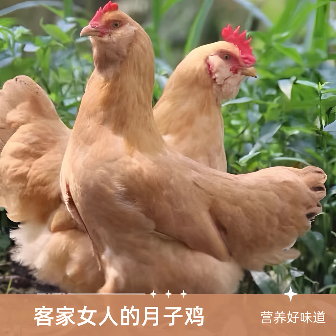 放养黄油老母鸡单只净重约2.5斤带内脏 包冰率10%-15%