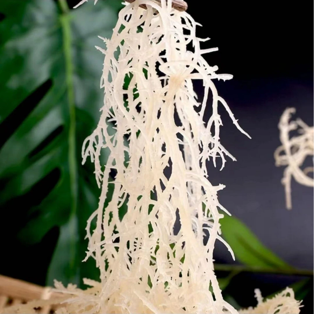 天然海洋蔬菜龙须菜长寿菜非无盐鹿角菜干净低脂凉拌脆爽125g*1袋