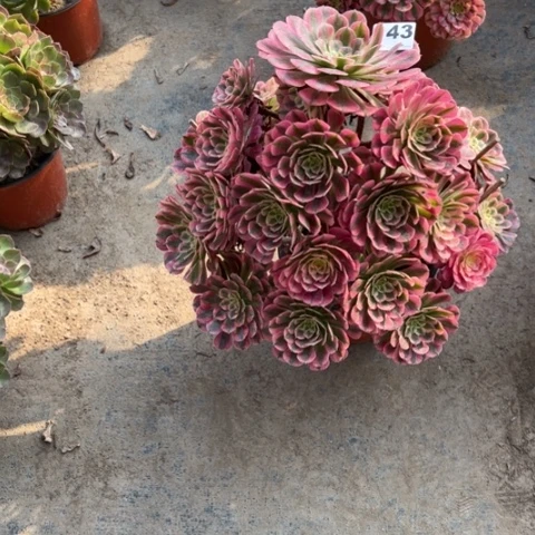 紫*兰143红铜锦手捧多肉