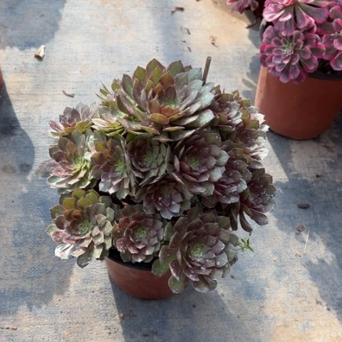 054红魔朵朵多肉