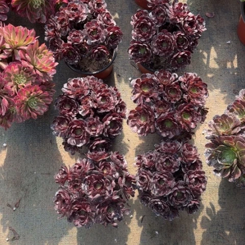 甜*奶082黑骑士朵朵多肉